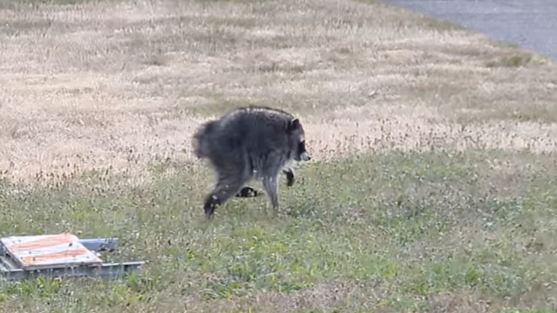 An unusual-looking raccoon nicknamed Jimothy was caught on camera.