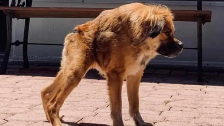 A dog with short spine syndrome.