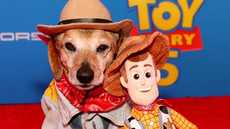 Social media star Senor Lucas the Dog was on the red carpet at the Toy Story 5 premiere.