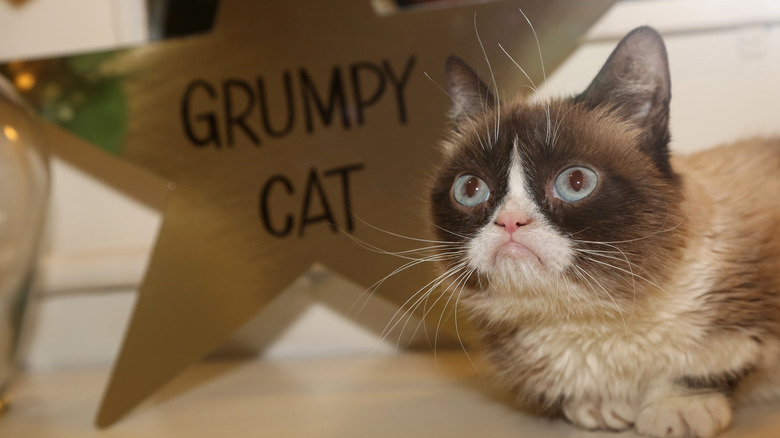 Grumpy Cat became famous for her grumpy expression.