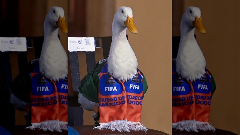 Merlin the duck wearing a small FIFA scarf
