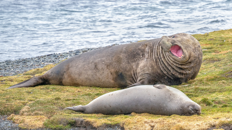 A large male elephant seal next to a smaller adult female