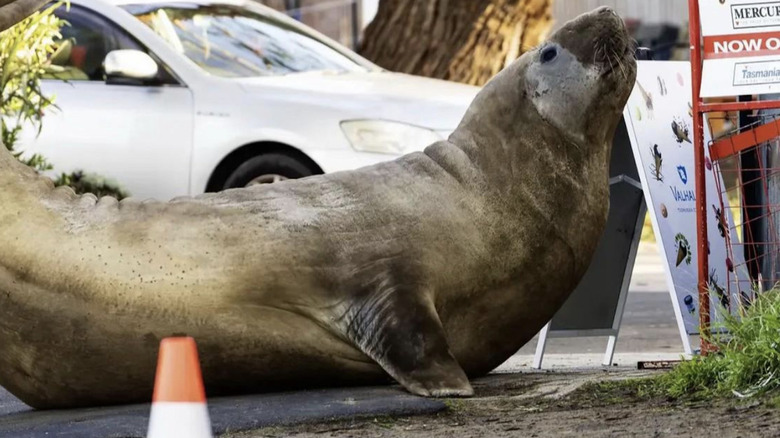 Neil the seal from Australia is known for leaving the sea and wreaking havoc on shore.