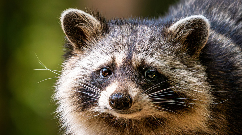 Close-up of a raccoon's face