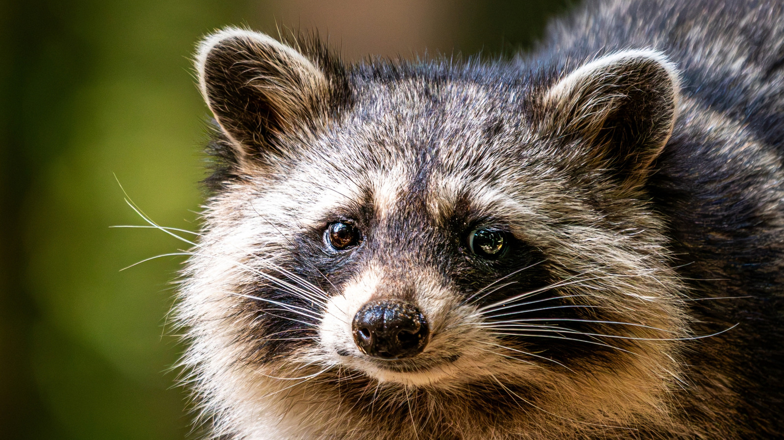 Meet Periwinkle, The One-Handed Raccoon Who Brings Her Baby By At Dinnertime
