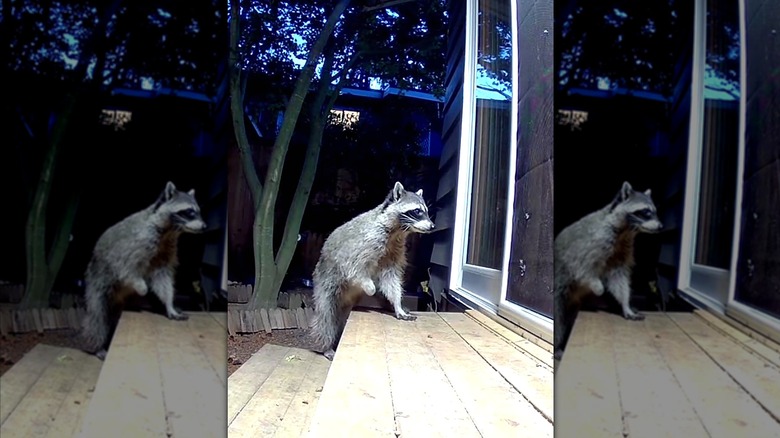 A raccoon missing one of her front paws approaches a home's rear door