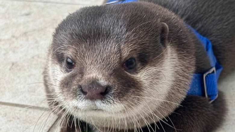Close-up of an otter wearing a harness
