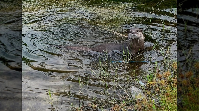 An otter swimming in the water