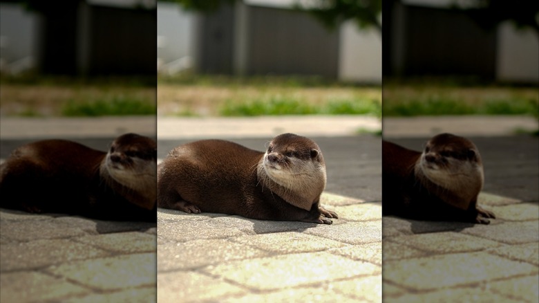 An otter sitting in the sunshine