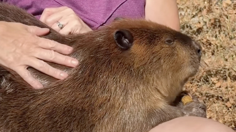 A North American beaver named Timber weighs 48 pounds.