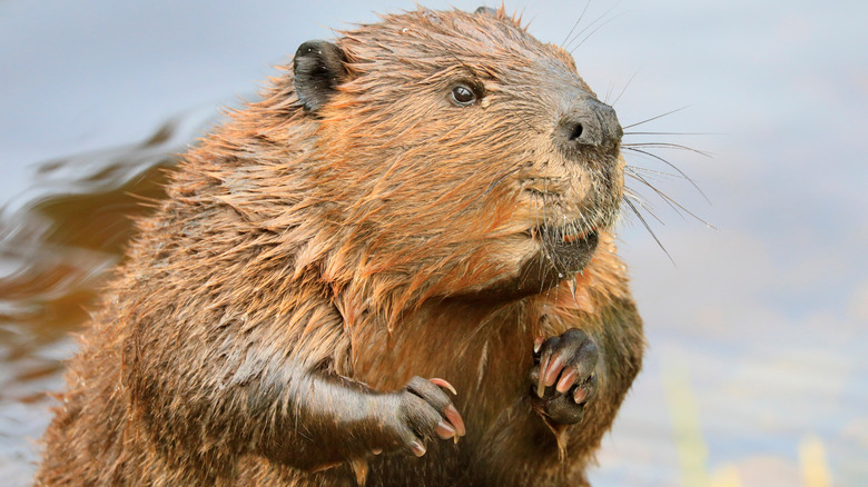 A close-up of a North American beaver in the water.