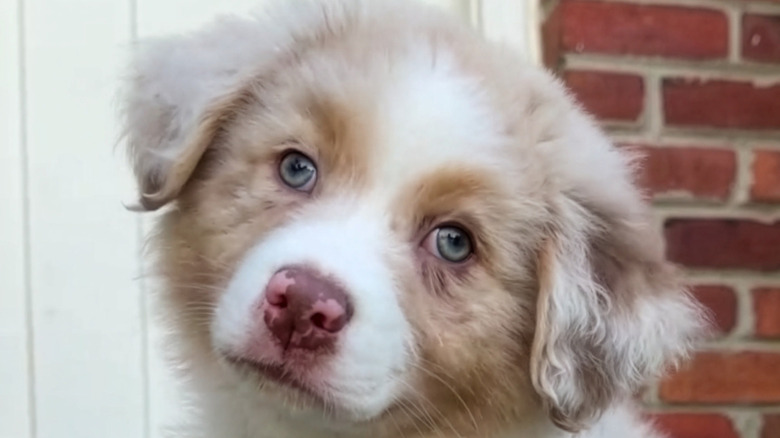 Close-up of Australian shepherd puppy