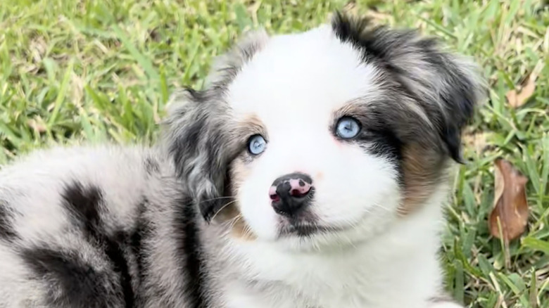 Willow the mini Aussie from TikTok sits in the grass.