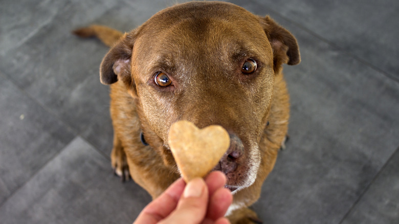 A dog stares at a heart-shaped cookie treat waiting to eat it.