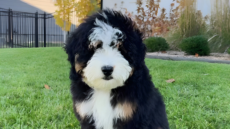 Shaggy mini Bernedoodle looking at the camera