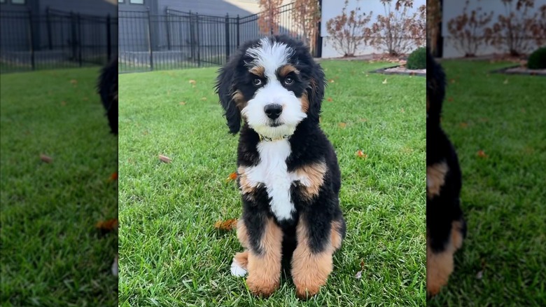 Mini Bernedoodle looking at the camera after a haircut