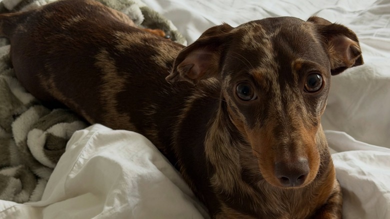 Cherry the mini dachshund sitting and looking up at camera