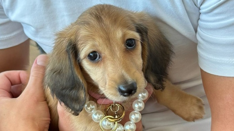 A mini dachshund from TikTok