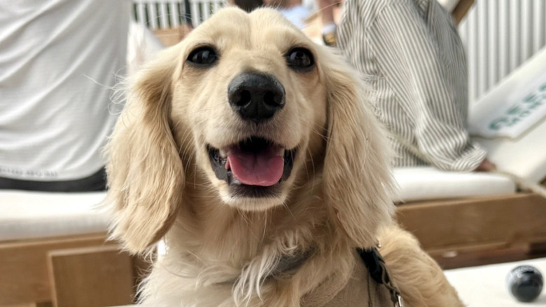 A mini dachshund on TikTok sits poolside.