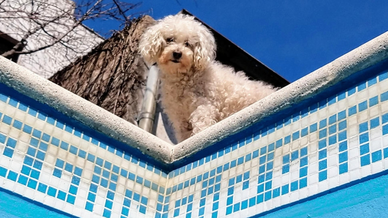 Little white dog looking over the edge of a pool.