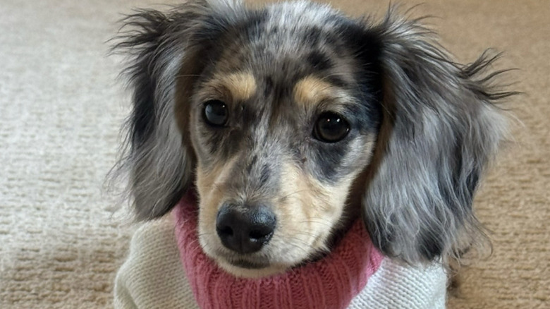 Willa the Ween mini dachshund from TikTok has a German shepherd brother.