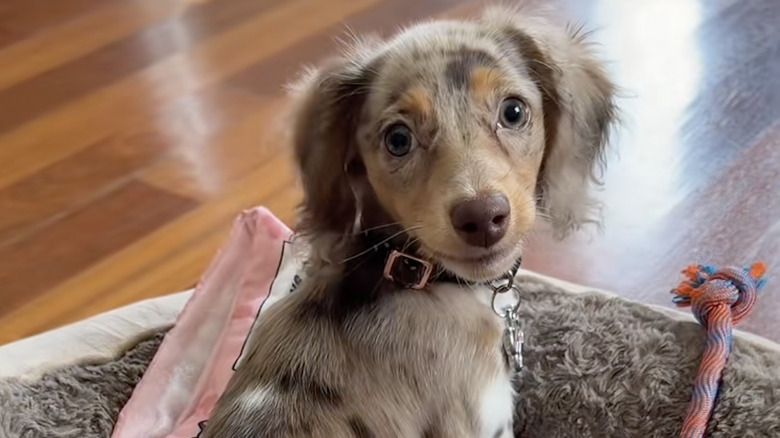 Minnie the mini dachshund likes getting into her doggy bed on TikTok.