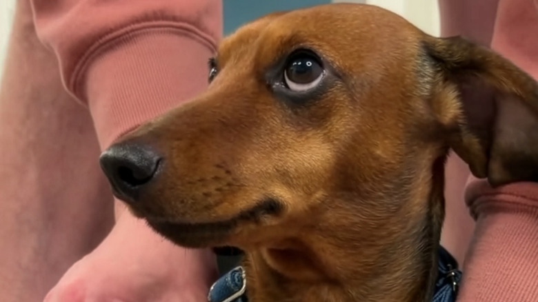 Mini dachshund looking up at owner
