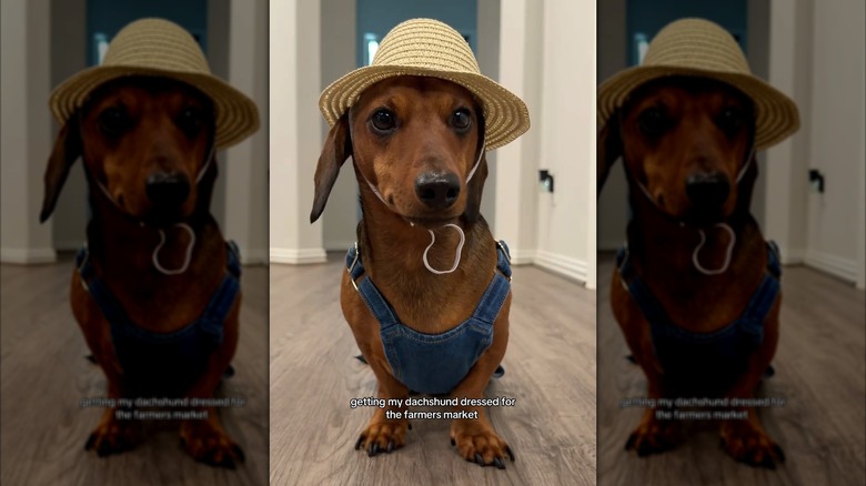 Mini dachshund dressed up for the farmers market