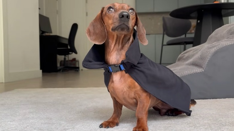 Dachshund models black cape in a living room with tan carpet.