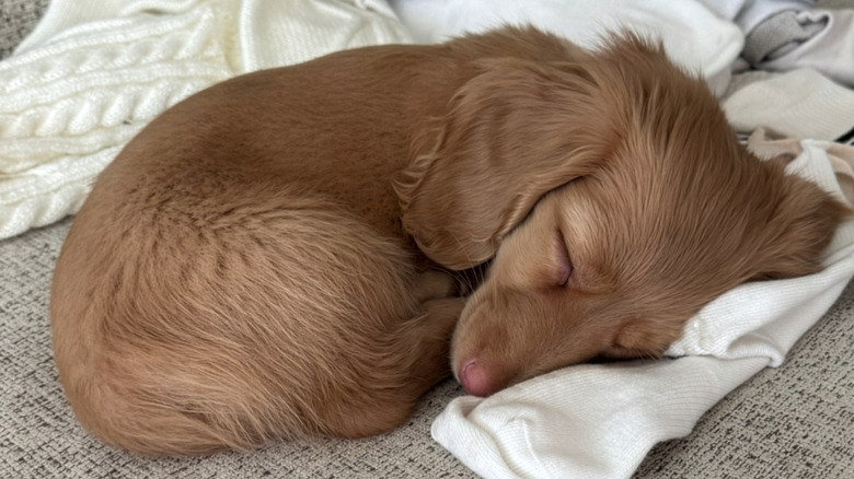 Mini dachshund puppy napping