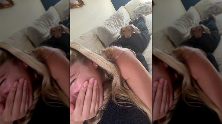 Mini dachshund puppy lying down on her owner's bum