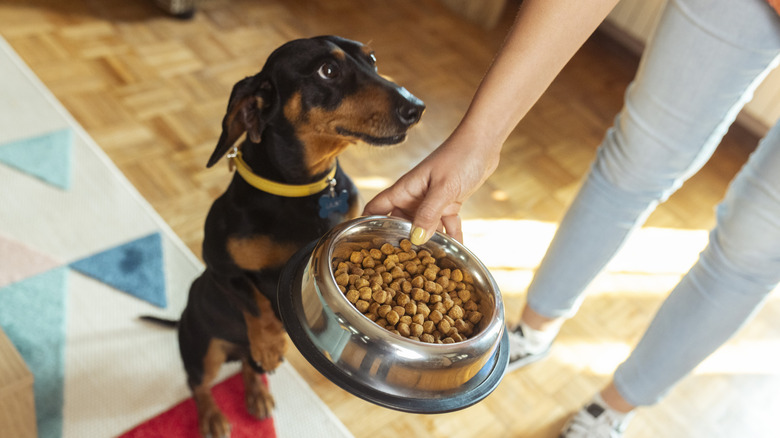 An eager Dachshund being fed kibble by a human.