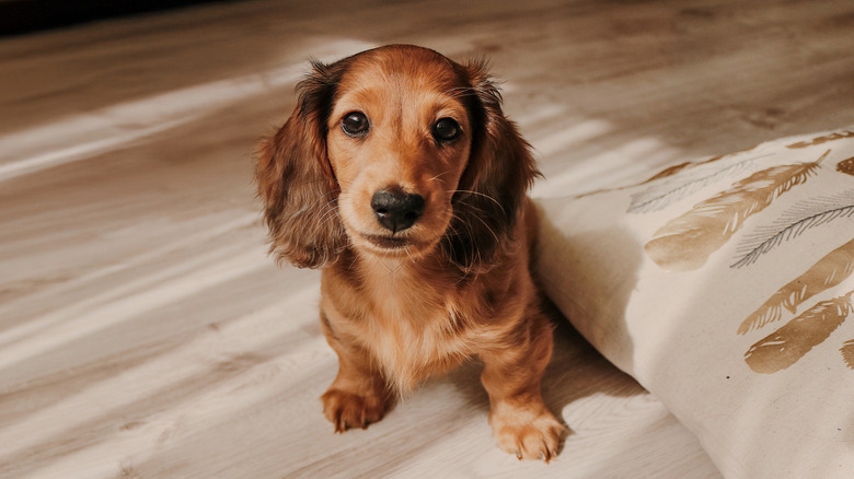 Adorable Mini Dachshund looking at the camera.