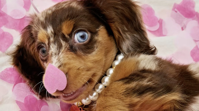 A mini dachshund named Bella from TikTok with paper heart on her nose.
