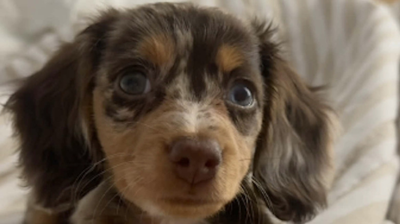 A mini dachshund named Bella from TikTok.
