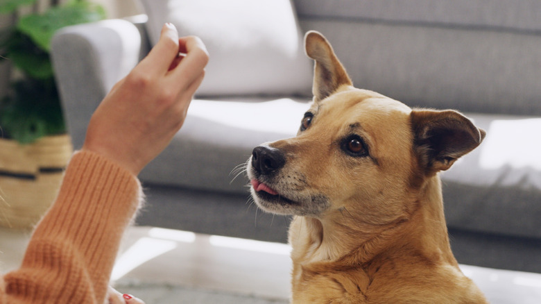 A dog licking its lips waiting to be fed a treat.