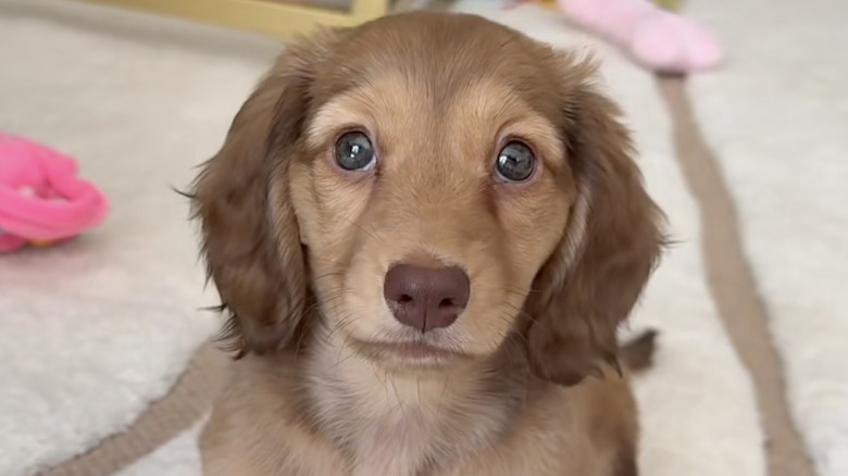 A dachshund puppy named Ruby from TikTok adorably looks into the camera.