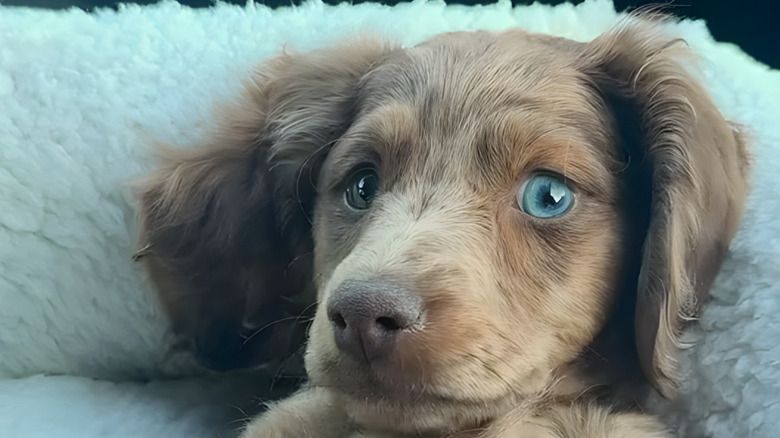 Close-up of mini dachshund with eyes of two different colors