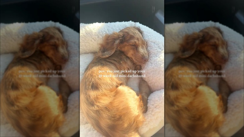 Mini dachshund snoozing in a fleecy dog bed