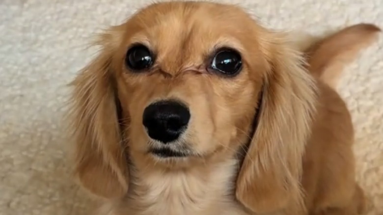 Mini dachshund from TikTok is happy to its owner.