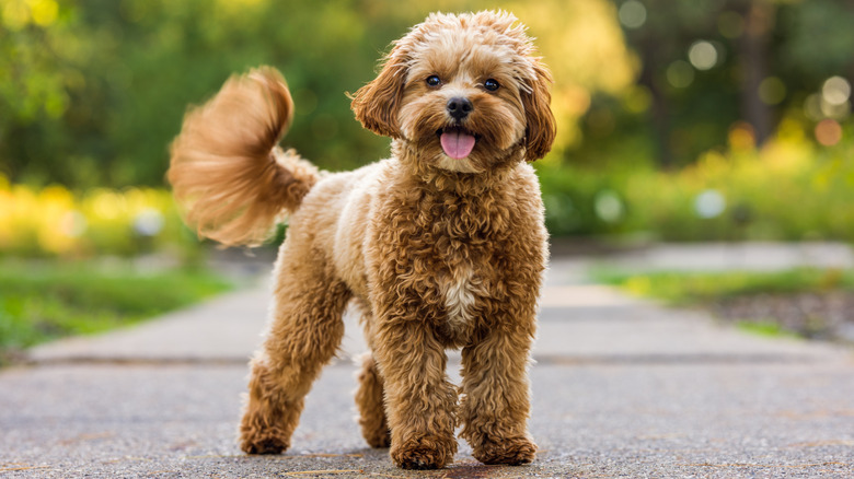 A happy dog wagging its tail on a path.