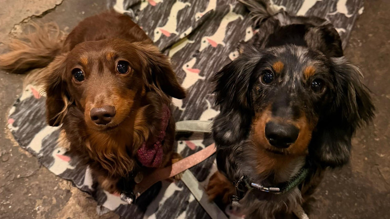 A pair of dachshunds staring at the camera