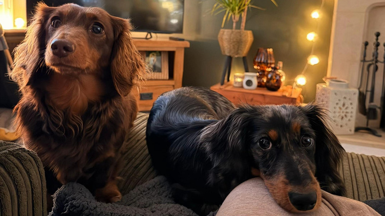 A pair of dachshunds staring at the camera
