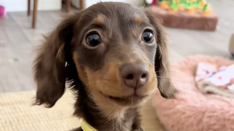 Meli the mini dachshund from TikTok looking cute.