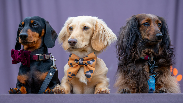 Three cute mini dachshunds all lined up.