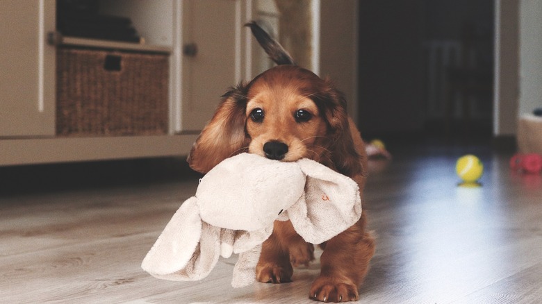 Brown dachshund holds plush toy