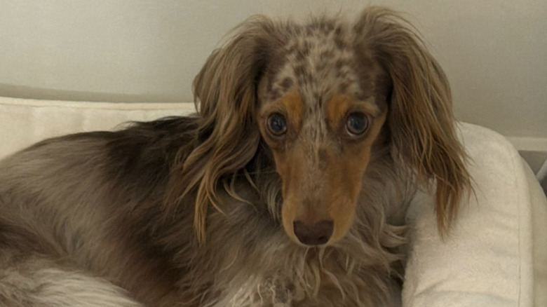A dachshund named Bunny from TikTok has tantrums.