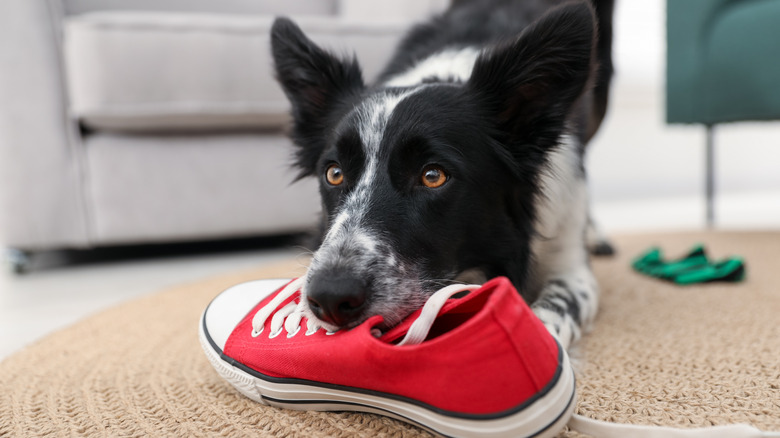 A dog chewing on a sneaker.