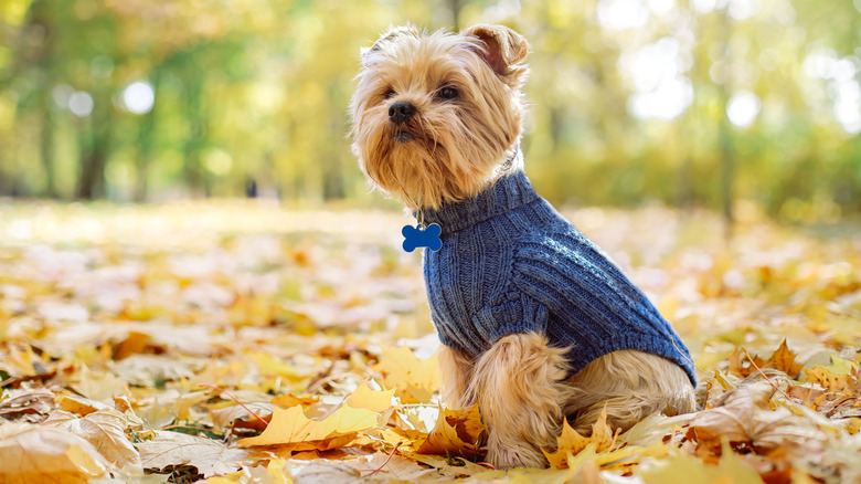 A yorkie wearing a sweater out in the fall leaves.