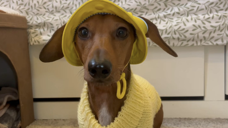 Stewie the mini dachshund dressed in all yellow on YouTube.